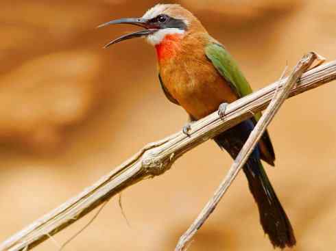 绝色攀禽:佛法僧目之蜂虎4 绝色攀禽:佛法僧目之蜂虎4