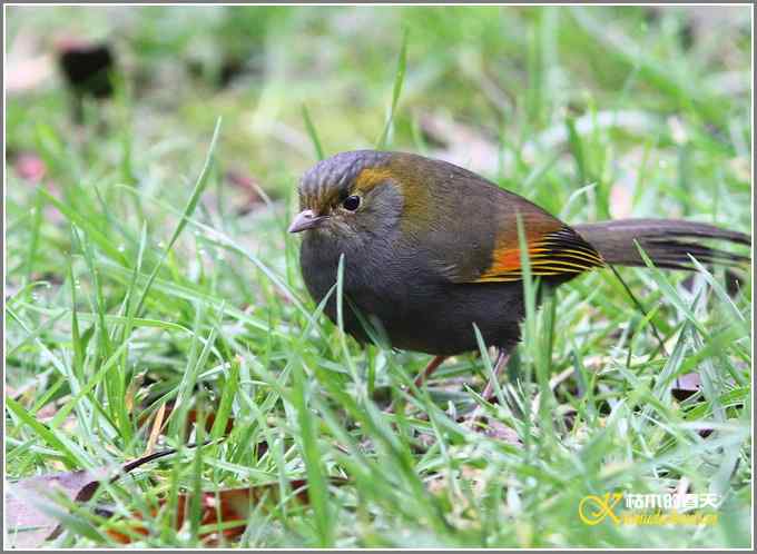 全球濒危的中国四川特有鸟鈥斺敾倚剞答獭菊掌