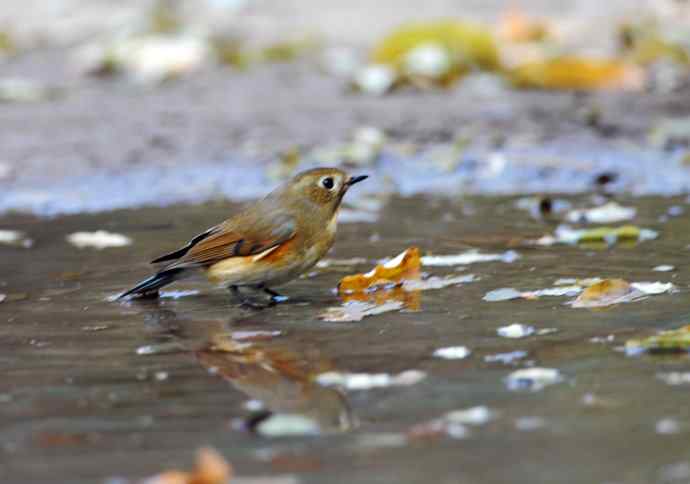 雌性红胁蓝尾鸲（7）