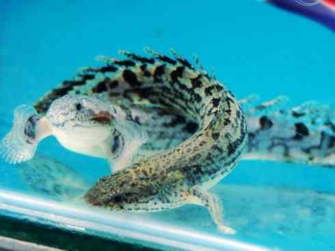 鱼类活化石:多鳍鱼 鱼类活化石:多鳍鱼