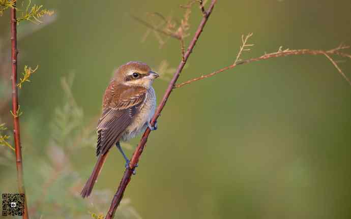 野鸭湖的楔尾伯劳和红尾伯劳