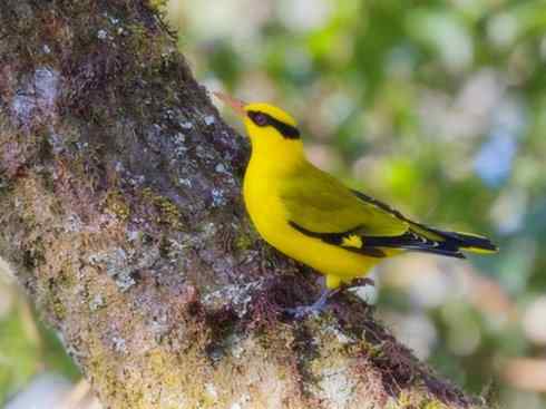 美丽无罪:雀鸟之朱鹂 美丽无罪:雀鸟之朱鹂