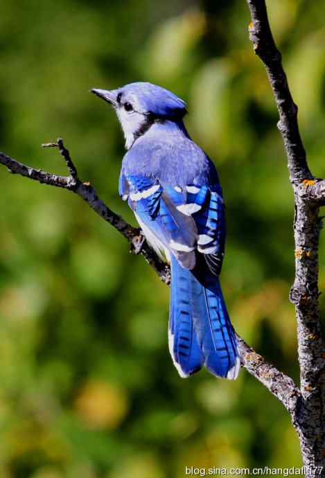 美国鸟类摄影——冠蓝鸦（5）