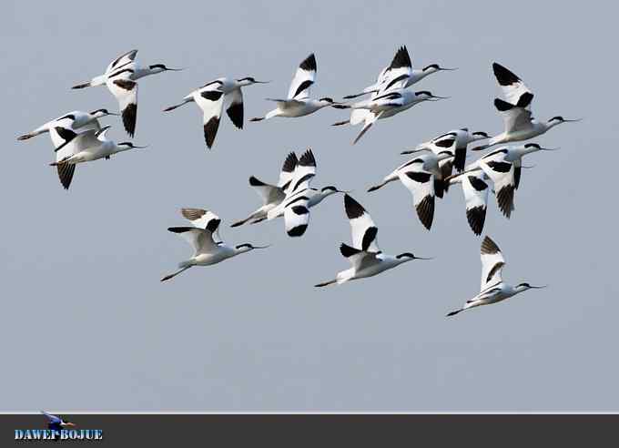 迁徙的鸟：飞翔的反嘴鹬