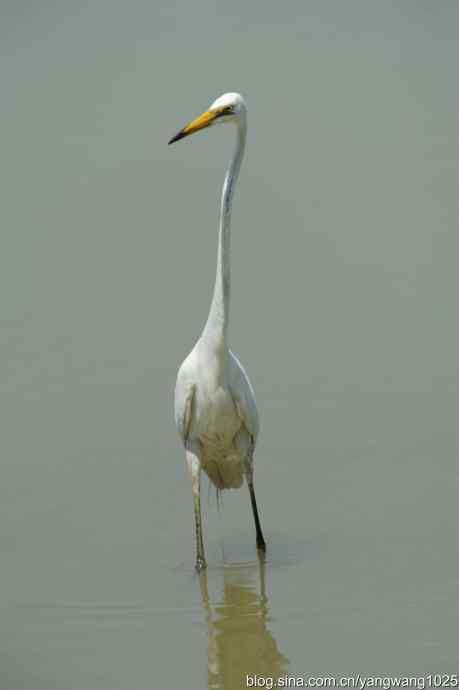 奥林匹克公园白鹭飞 wbr4