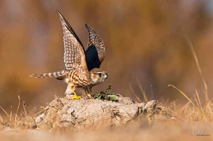 【野鸭湖的鸟】灰背隼 【野鸭湖的鸟】灰背隼