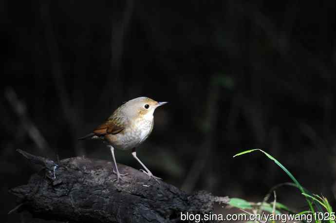 雌性蓝歌鸲（5）