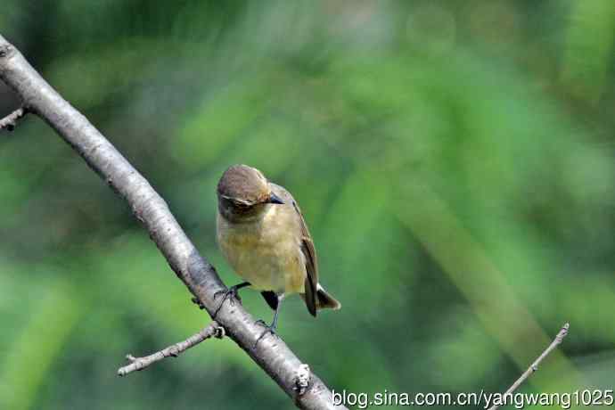 秋天的红喉姬鹟（8）