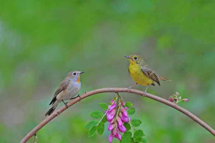 红喉姬鹟与绿背姬鶲