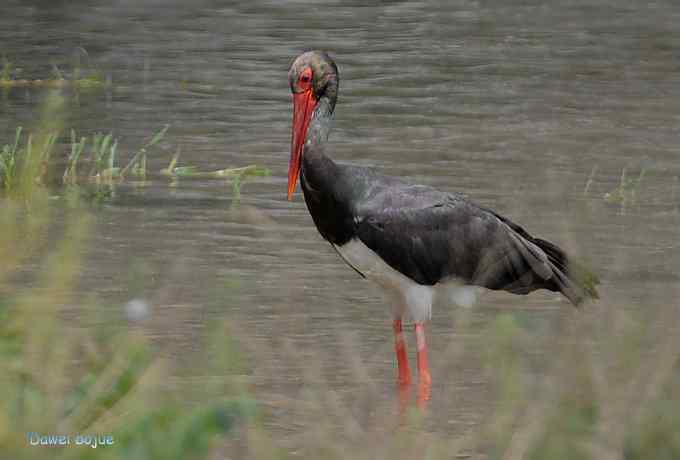 十渡的黑鹳和苍鹭