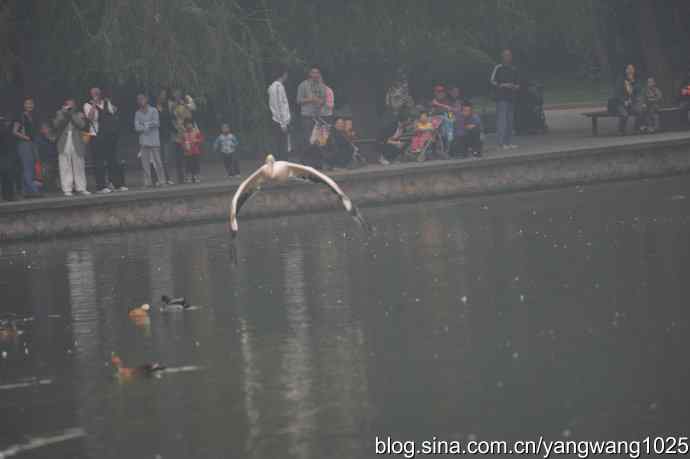 再拍鹈鹕 wbr11 再拍鹈鹕 wbr11