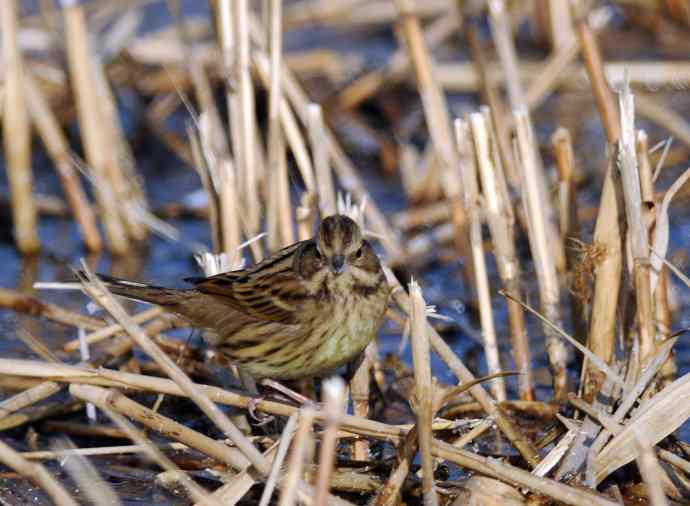 雌性灰头鹀（2）