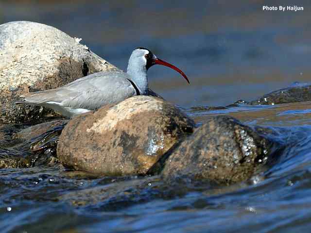 峡谷中观赏百态鹮嘴鹬