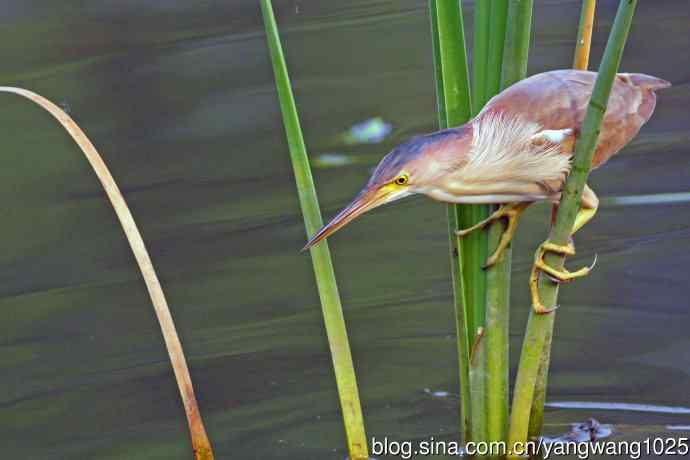 北京将府公园的鸟类——黄苇鳽专心致志