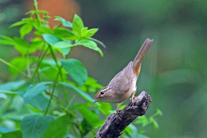 巨嘴柳莺(9) 巨嘴柳莺(9)