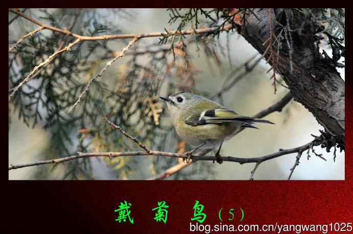 北京天坛公园的鸟类——戴菊鸟（5）