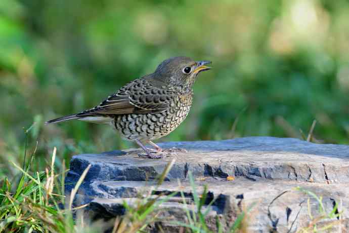 【新鸟】白喉矶鸫（雌）