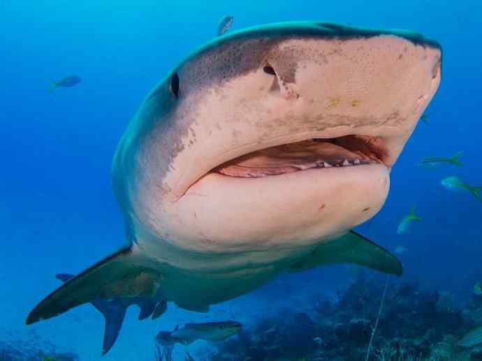 鱼类活化石：魔鬼鲨