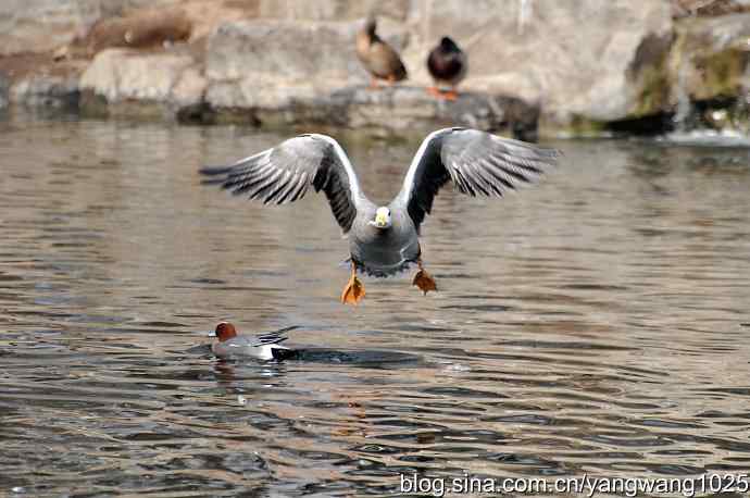 飞(斑头雁) 飞(斑头雁)