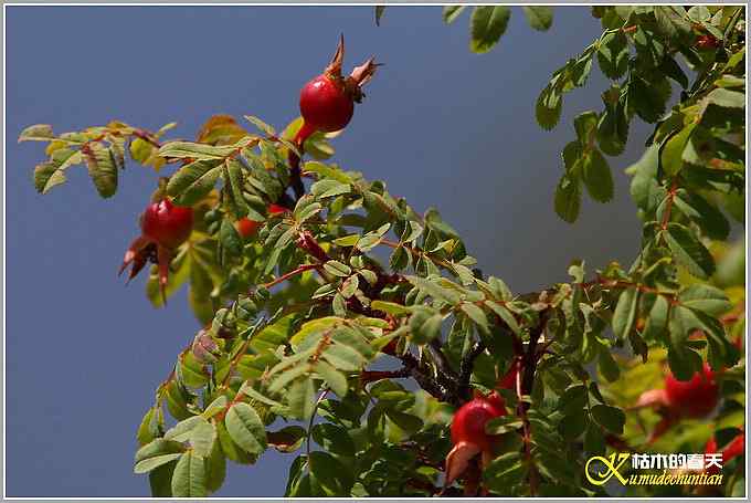 川西高原的那云、那山、那水、那些花儿【照片】