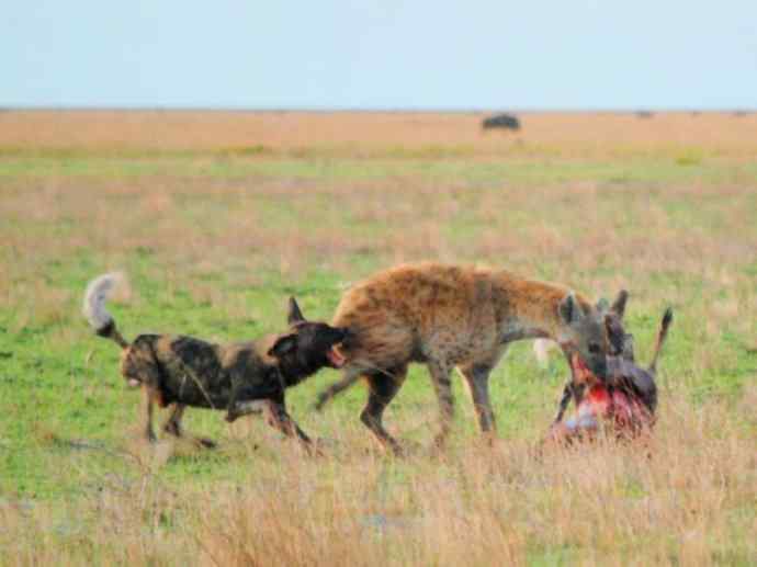 犬科：薮犬亚科非洲野犬属之非洲野犬