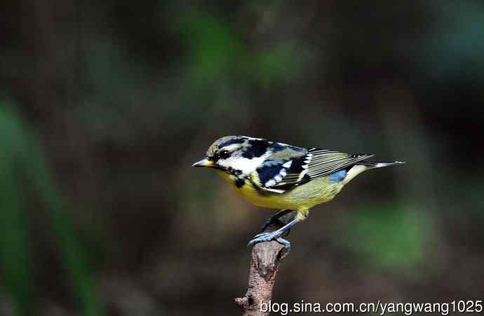 黄腹山雀（11）
