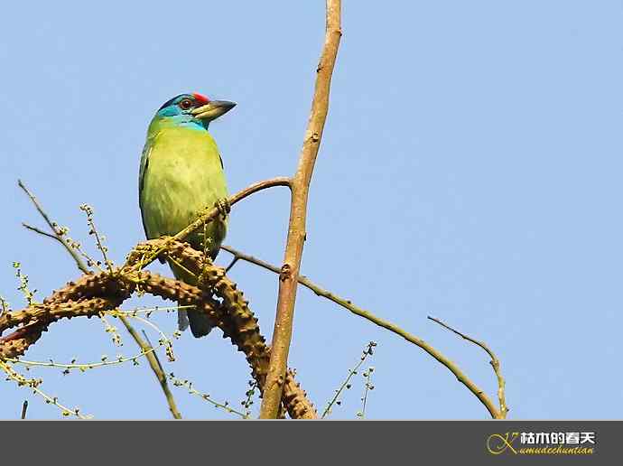 西双版纳拍鸟之一【实拍】