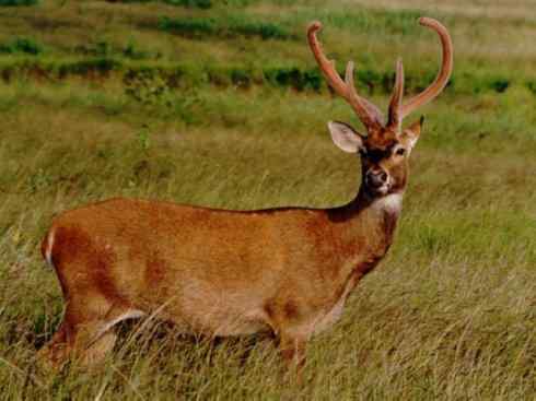 麒麟:传说的兽原型探秘(梅花鹿) 麒麟:传说的兽原型探秘(梅花鹿)