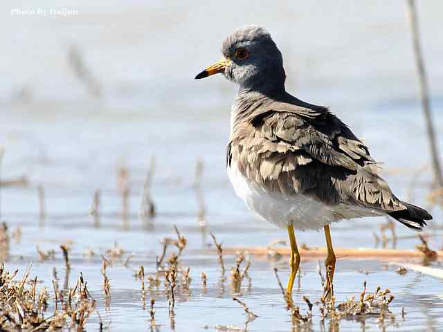 风乍起 wbr吹皱一湖碧水(观赏灰头麦鸡)