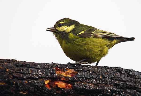 北京植物园赏鸟（三），黄腹山雀（组图）