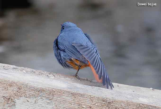 十渡几只鸟 十渡几只鸟