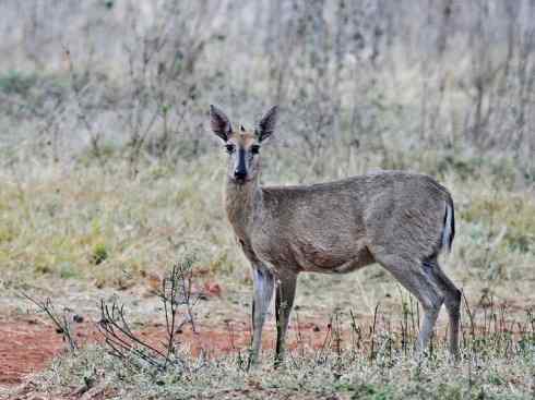 麒麟：传说的兽原型探秘（鹿羚）
