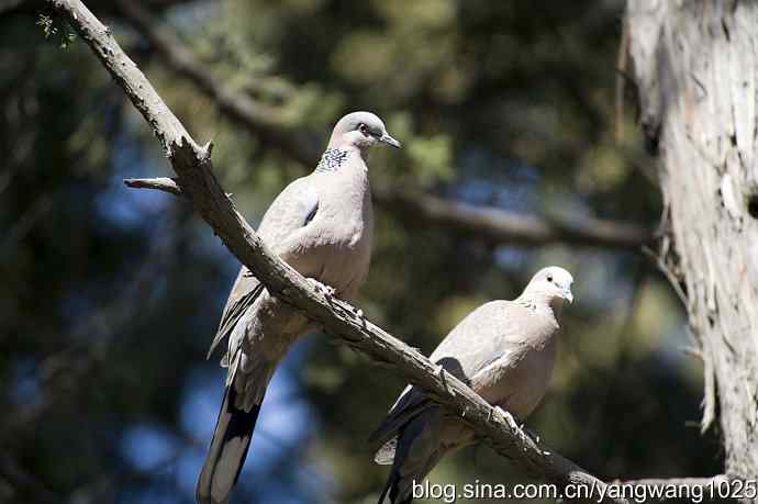 自然和谐的日坛公园（珠颈斑鸠）