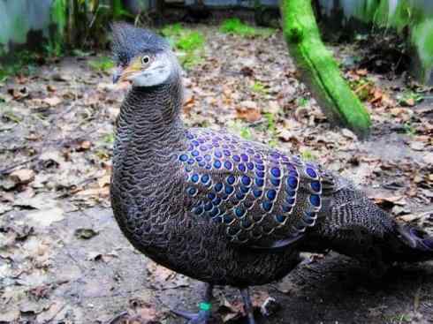 凤凰：传说中的鸟原型探秘（孔雀雉）