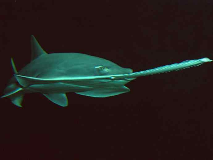 鱼类活化石：锯鳐