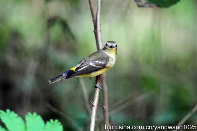 雌性白眉姬鹟（12）