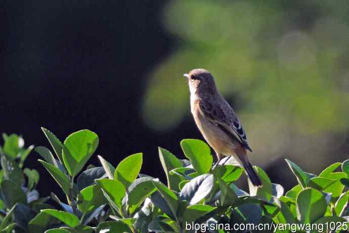 黑喉石鵖鸟(1) 黑喉石鵖鸟(1)