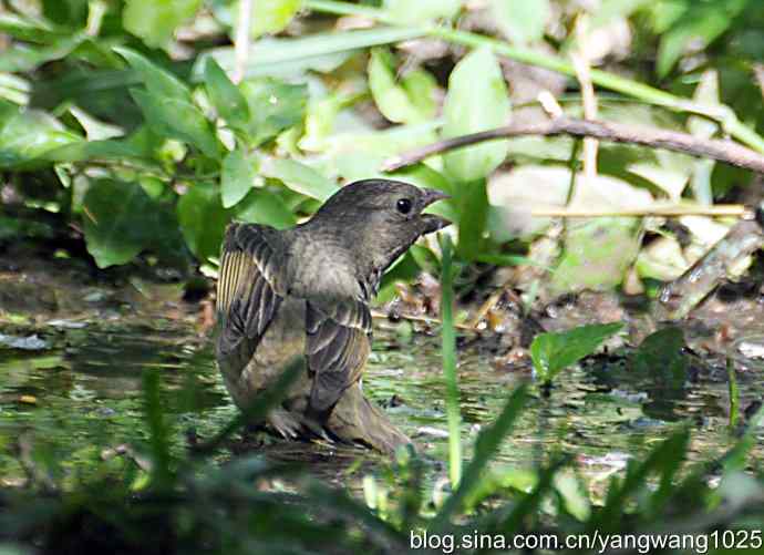普通朱雀（雌性）