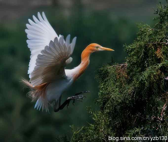 飞版牛背鹭集锦（组图，12张图片）