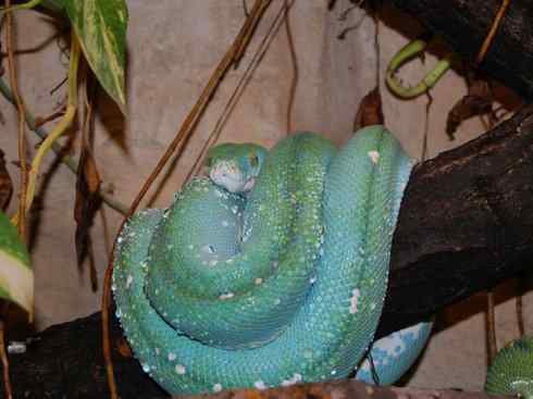 龙:传说的兽原型探秘(树蟒类) 龙:传说的兽原型探秘(树蟒类)