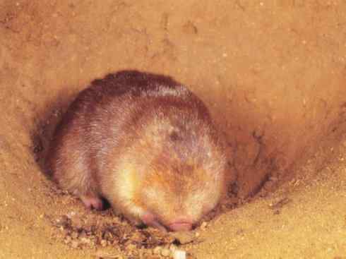 动物世界：山寨还是原创之十二