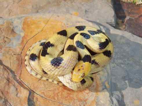 龙：传说的兽原型探秘（游蛇类）