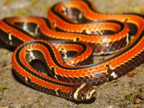 龙：传说的兽原型探秘（环蛇类）