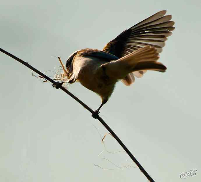 盘锦湿地&nbsp;wbr路&nbsp;wbr中华攀雀