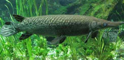 鱼类活化石:鳄雀鳝 鱼类活化石:鳄雀鳝