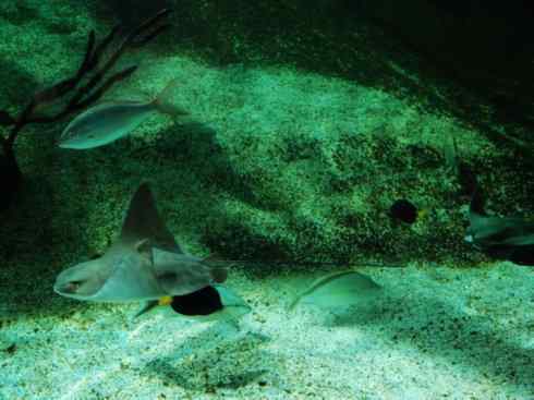 自然奇观：动物大迁徙(鲼)