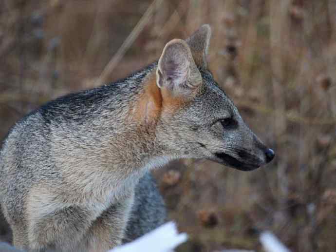 犬科：狐亚科伪狐属之高地狐、河狐、秘鲁狐