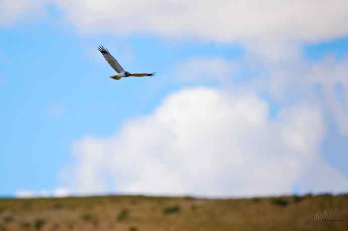 完全飞版白腹鹞