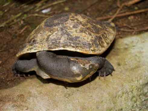 玄武：传说的兽原型探秘（澳洲长颈龟）