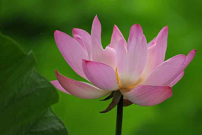 天坛公园寻鸟儿偶遇金翅雀